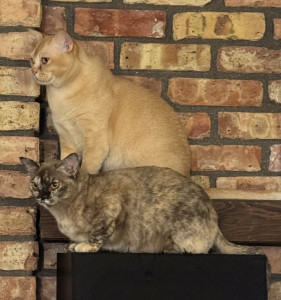 Four Rivers Books LLC